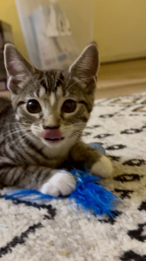 GELATO - Domestic Short Hair available for adoption