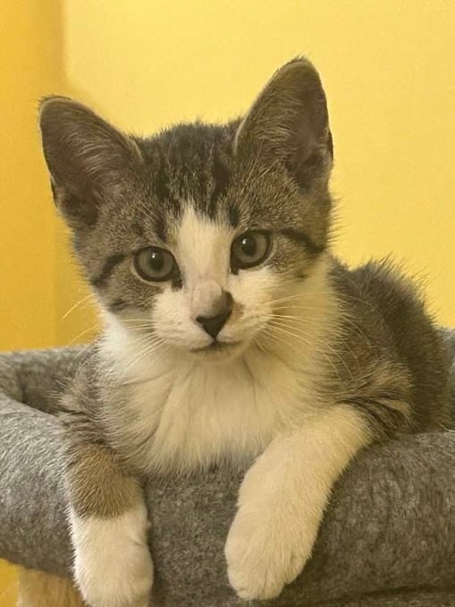 MASON - Domestic Short Hair available for adoption