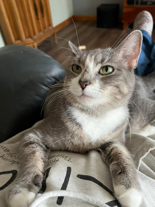 CRUELLA - Domestic Short Hair available for adoption