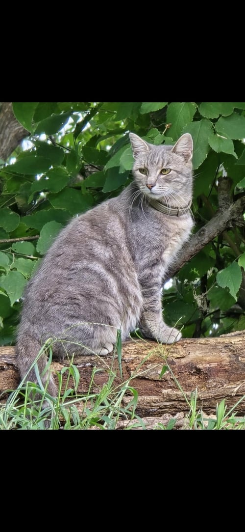 HAZEL - Domestic Short Hair available for adoption