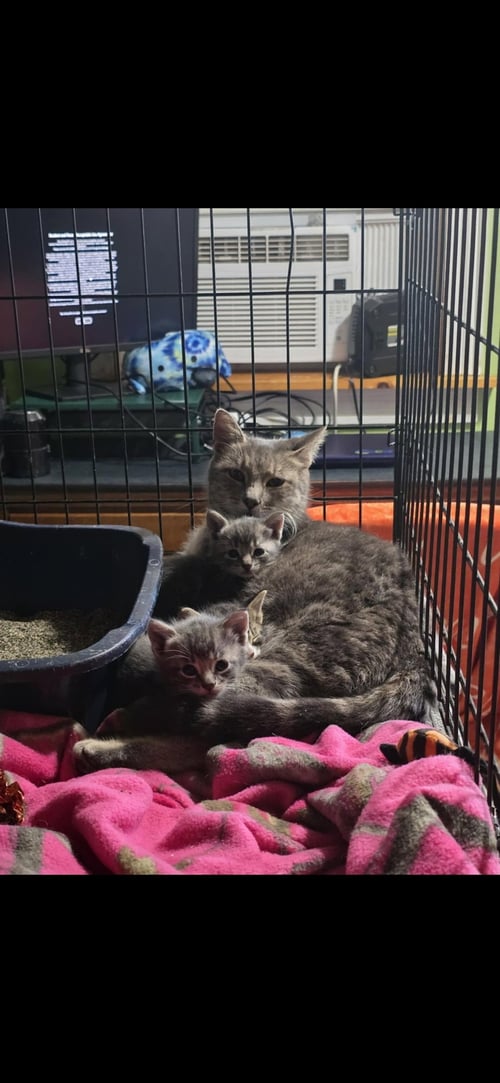 HAZEL - Domestic Short Hair available for adoption