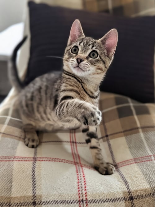 JESSE - Domestic Short Hair / Tabby available for adoption
