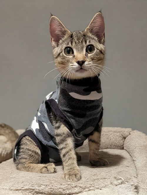 JESSE - Domestic Short Hair / Tabby available for adoption