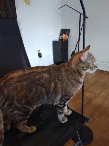 SHAY - FUN LOVING ADULT - Domestic Short Hair available for adoption