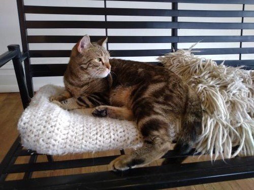 SHAY - FUN LOVING ADULT - Domestic Short Hair available for adoption