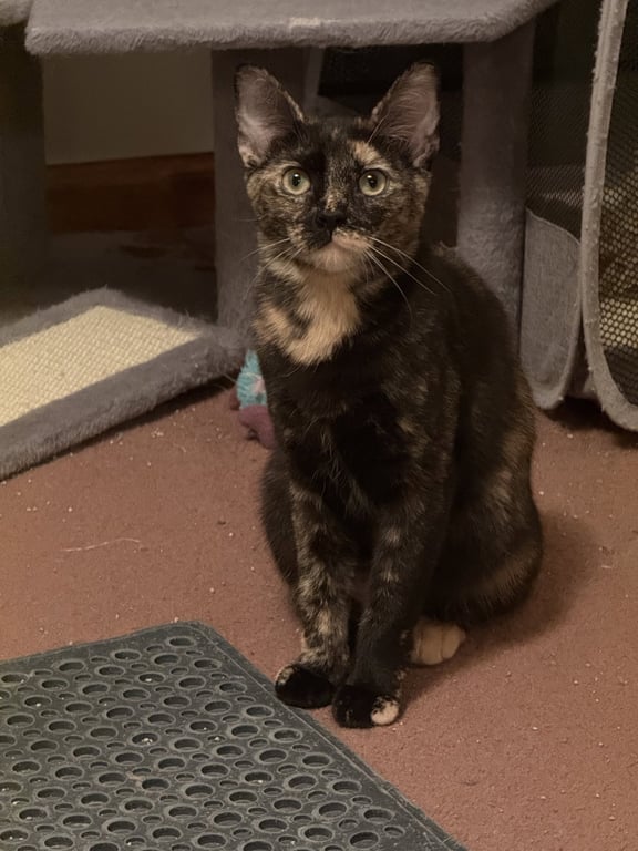 Ella Image