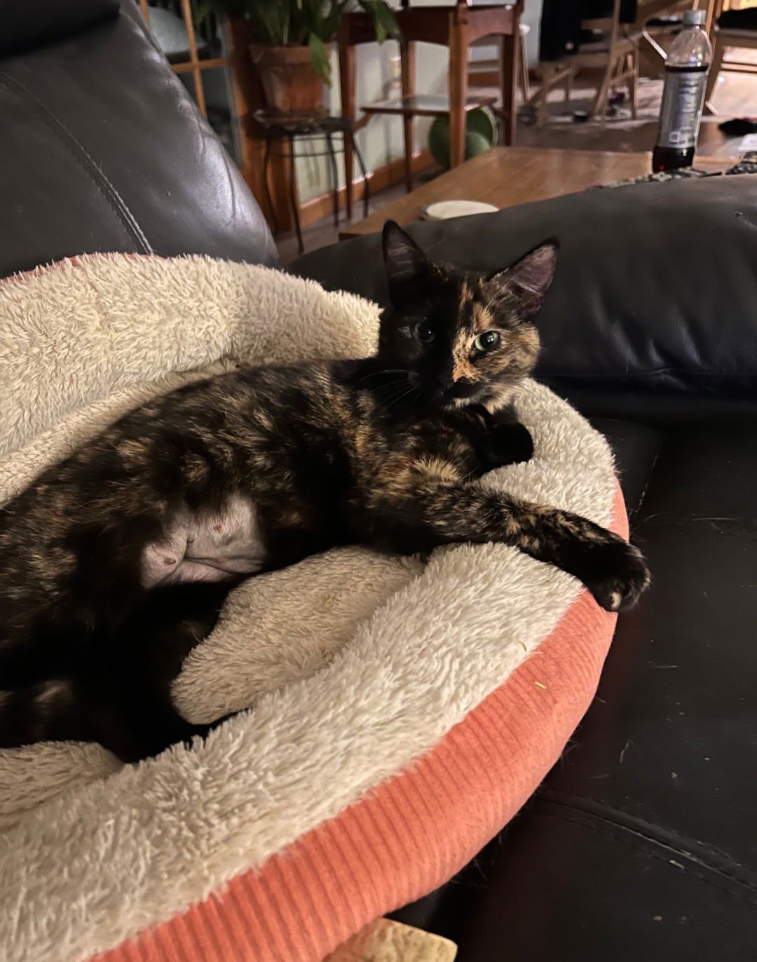 GRISELDA - Tortoiseshell available for adoption