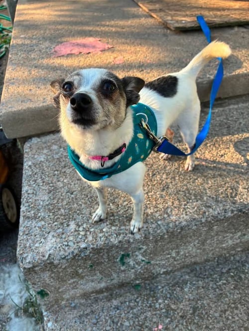 PEPPA - Chihuahua available for adoption