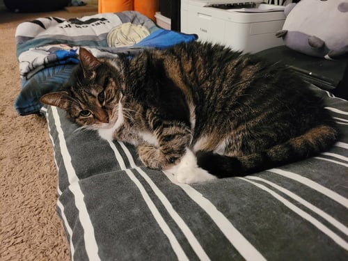 MELODY - Domestic Short Hair available for adoption