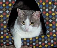 Cheerio - Photo 1