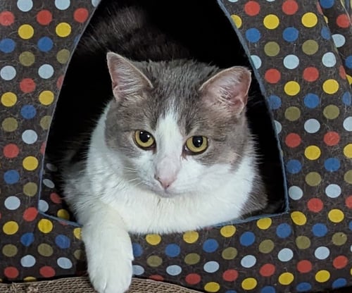 CHEERIO - American Shorthair available for adoption
