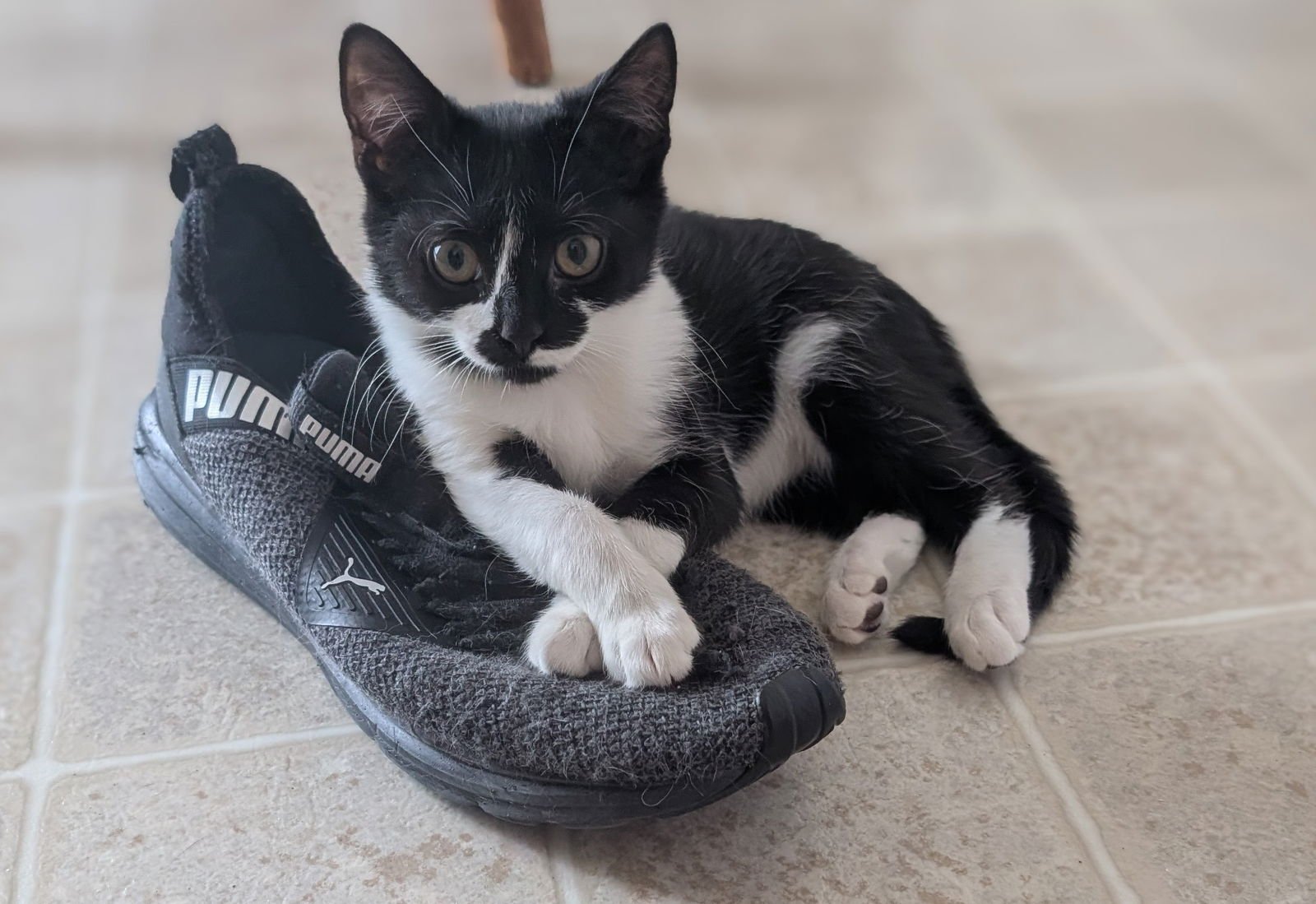 SWISS - Domestic Short Hair available for adoption