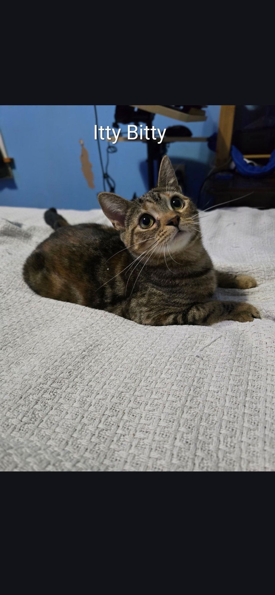 ITTY BITTY - Domestic Short Hair available for adoption