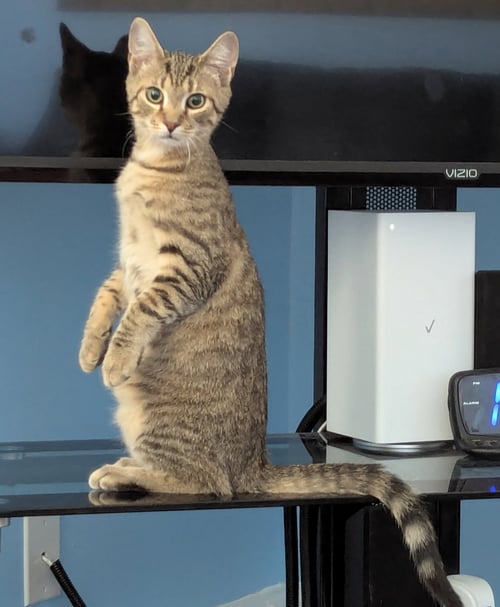 TAZZ - Domestic Short Hair available for adoption