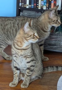 Tazz - Photo 4