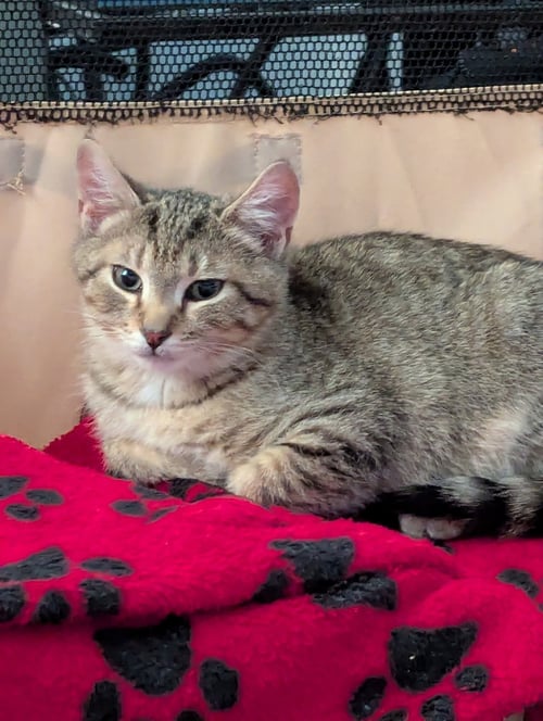 TAZZ - Domestic Short Hair available for adoption