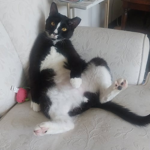 GARNET - Domestic Short Hair available for adoption