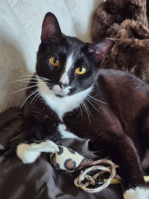 GARNET - Domestic Short Hair available for adoption
