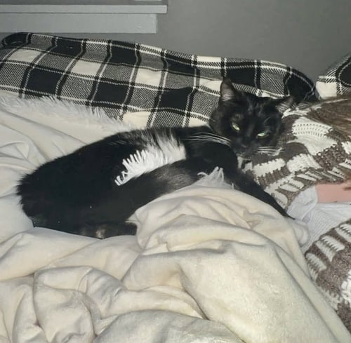 PEPPER - Tuxedo / Domestic Short Hair available for adoption