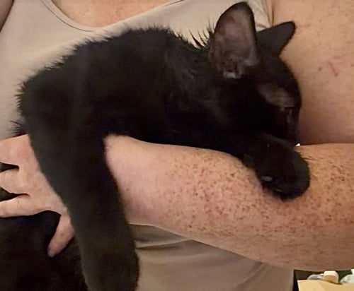 PUFFBALL - Domestic Medium Hair available for adoption
