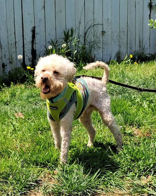 ALFREDO - Poodle (unknown type) available for adoption