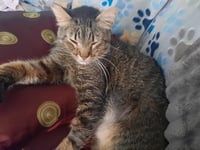 PEPPERCORN - Photo 3