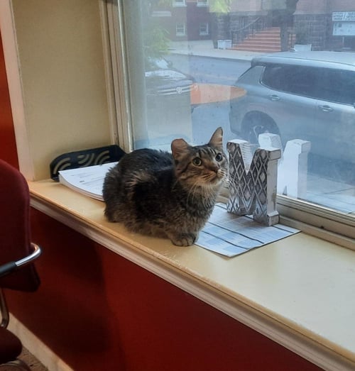 PEPPERCORN - Domestic Short Hair available for adoption