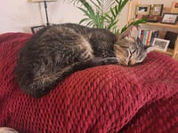 PEPPERCORN - Photo 4