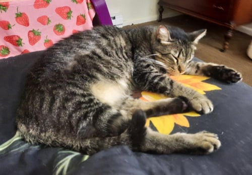 PEPPERCORN - Domestic Short Hair available for adoption
