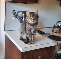 PEPPERCORN - Photo 5