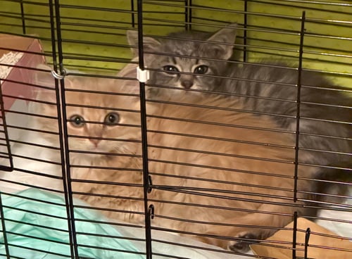 REYNOLDS - Domestic Short Hair available for adoption
