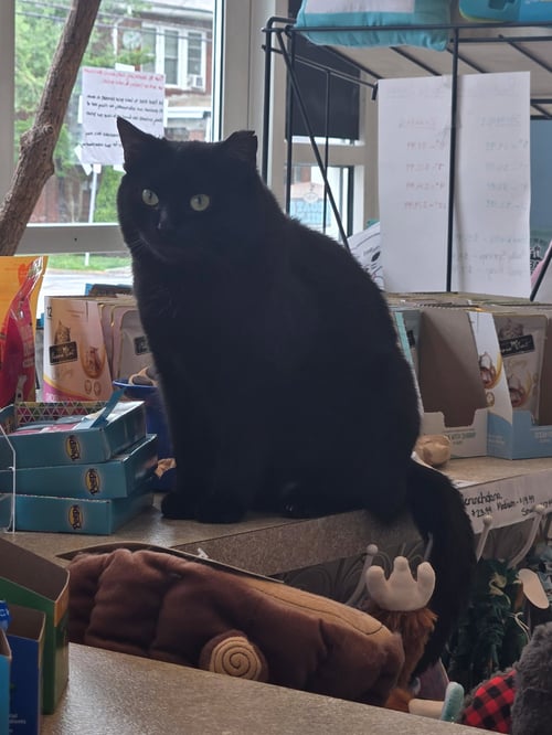 FARRAH - Domestic Short Hair available for adoption