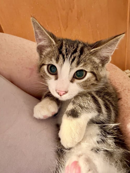 BRAWLER - Domestic Short Hair / Tabby available for adoption