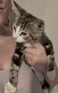 Brawler - Photo 3