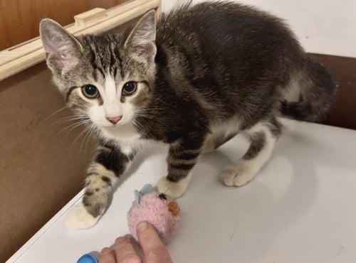BRAWLER - Domestic Short Hair / Tabby available for adoption