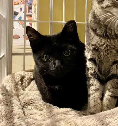 DAVEY A. VOID - Domestic Short Hair available for adoption