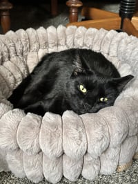 Davey A. Void - Photo 1