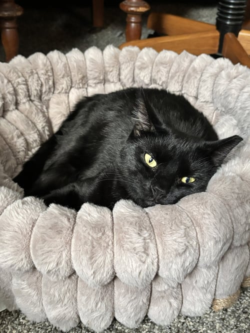 DAVEY A. VOID - Domestic Short Hair available for adoption