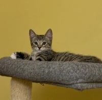 Klondike - Photo 3