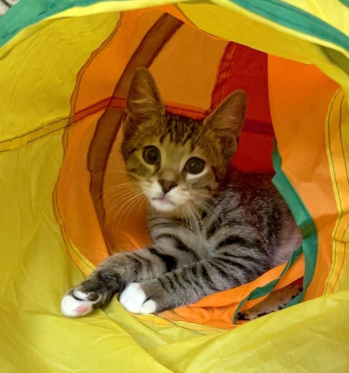 KLONDIKE - Domestic Short Hair / Tabby available for adoption