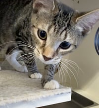 Klondike- Meet at Petco on Jonestown rd.!! - Photo 5