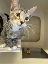 Klondike- Meet at Petco on Jonestown rd.!! - Photo 1