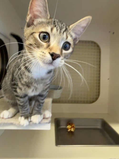 KLONDIKE- MEET AT PETCO ON JONESTOWN RD.!! - Domestic Short Hair / Tabby available for adoption