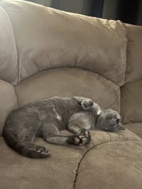 Lennox - Photo 4