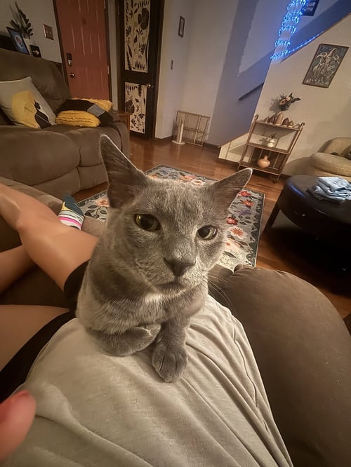 LENNOX - Domestic Short Hair available for adoption