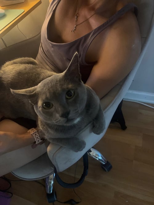 LENNOX - Domestic Short Hair available for adoption