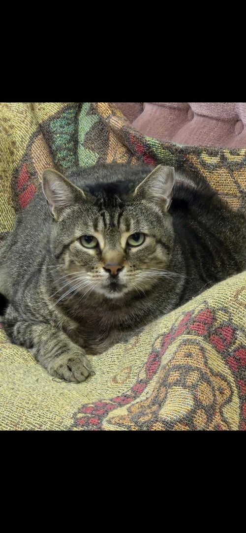 HANK THE TANK - Domestic Short Hair available for adoption