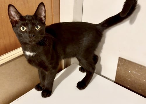 TURKEY TAIL - Domestic Short Hair available for adoption