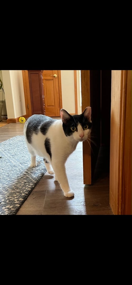 FIGARO - Domestic Short Hair available for adoption