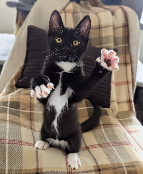 JANGO - Domestic Short Hair / Tuxedo available for adoption